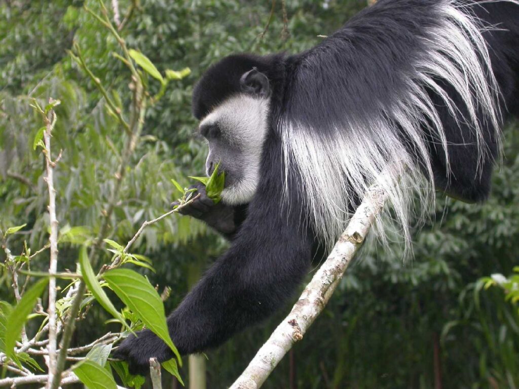 Black-and-white colobus monkey eating a leaf from a plant