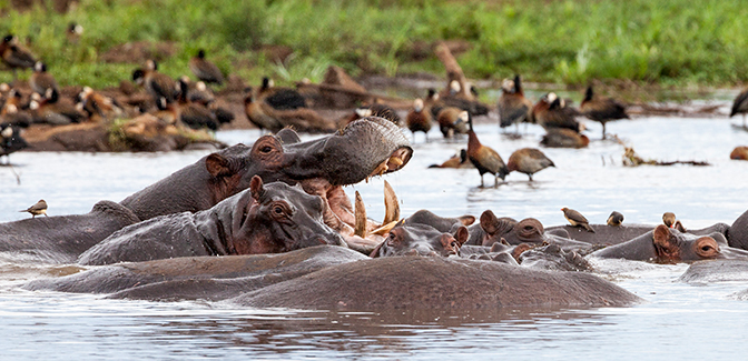 group of hippos soaking in a lake