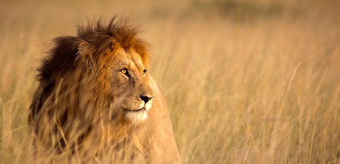 a lion crouched in a plain field